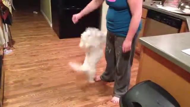 The Coton De Tulear Dance