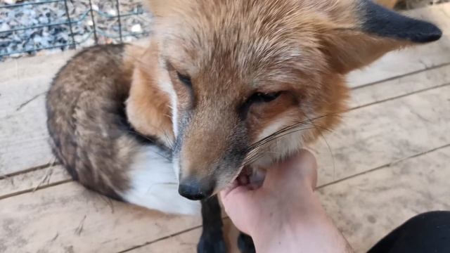 Алиса - лиса. Рыба на завтрак. смотреть онлайн