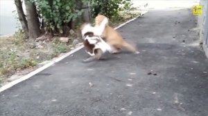 Коты дерутся котёнок в шоке