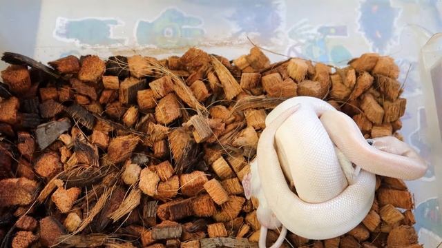 SUPER MOJAVE BALL PYTHON FEEDING #2 смотреть онлайн