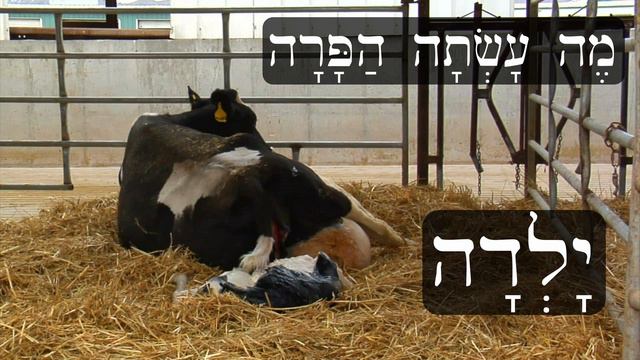 Hebrew - Review Game for Lessons 85-86 - Biblical Hebrew смотреть онлайн