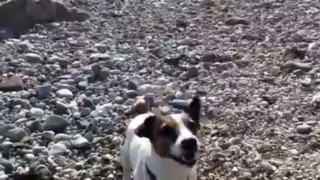 Майло смотреть онлайн