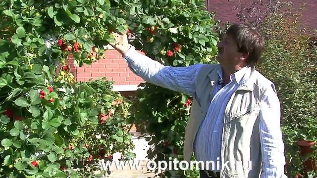 Ремонтантная клубника Елизавета 2. Вертикальная арка своими руками смотреть онлайн