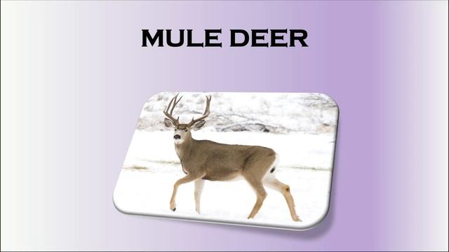 39 Types of Deer | For kids | Different types of deer смотреть онлайн