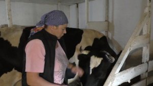 Обработка коров от паразитов/Почему горчит молоко у коровы/