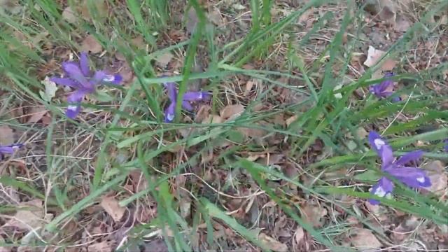 Людмила Горцуева Кукушкины слёзки (муз. Л. Горцуевой, сл. В. Новичихиной) смотреть онлайн