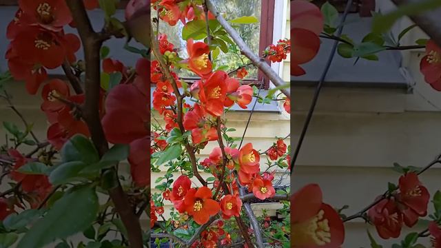 ПОСМОТРИТЕ, КАКАЯ КРАСОТА!! Очень красивый кустарник расцвел смотреть онлайн