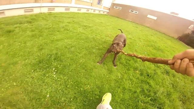 bandog mastino pitbull смотреть онлайн