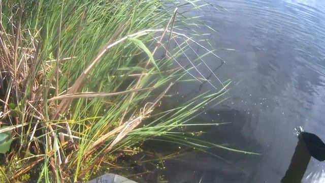 рыбалка сетями попался сомик