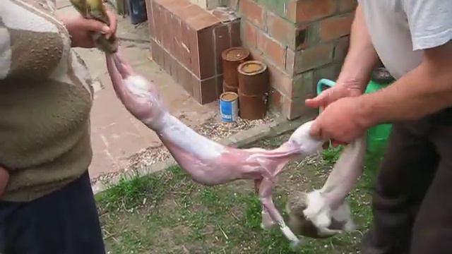 Раздеть кролика смотреть онлайн