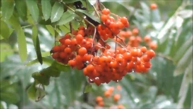 Плакала рябина Слова Ларисы Неводничик Муз. исп. Фархат Саитов. смотреть онлайн