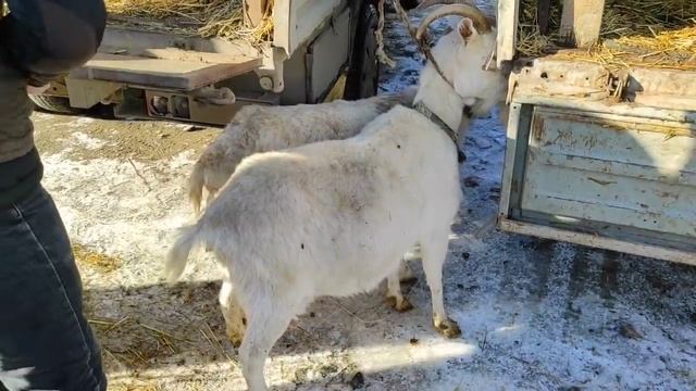 27.12.20г, Овцы и Козы рынок скотный Урус-мартан, Чечня
Cattle Market Sheep, Goats Chechnya