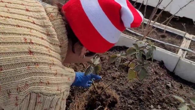 Ежевика Блек Джем, рассаживаем маточный корень по стаканам!