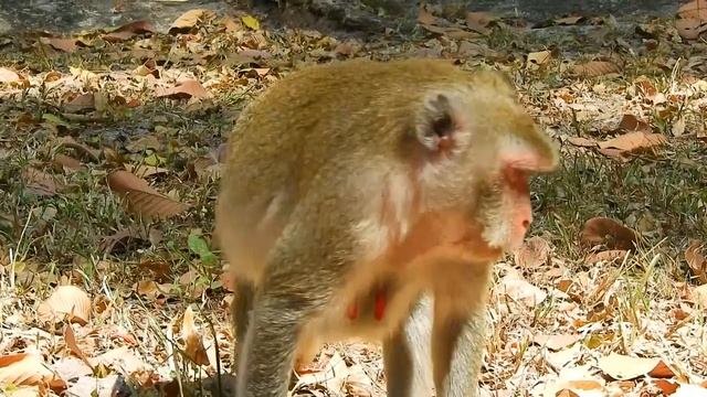 Jane Monkey Very Hurt Belly Cos Her Baby React Inside Please Help Jane! смотреть онлайн
