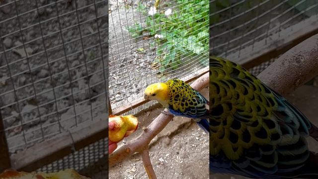 бледноголовая розелла смотреть онлайн