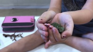 ВЛОГ Новый дом для черепах | ВОДНЫЕ ЧЕРЕПАХИ