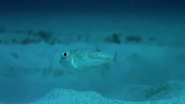 Самая невероятная рыба - Японский Иглобрюх - рыба художник