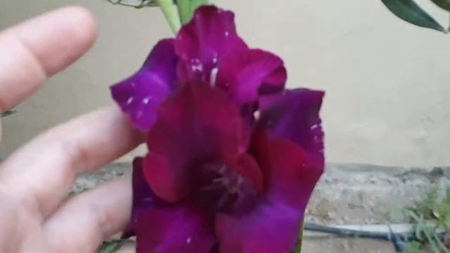 Gladiolus Black sea смотреть онлайн