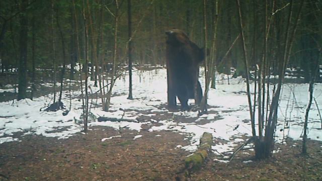 Возвращение большого "домжерицкого" медведя к солонцу в 2023 г. смотреть онлайн