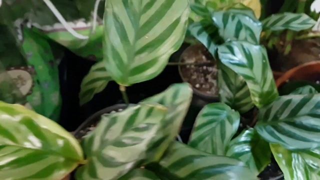 Уценка: платицериум, юнкус, нолина, агава, хойи, орхидеи, аглаонема, шефлера, калатея, крассула,... смотреть онлайн