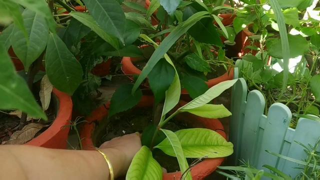 Cutting💇 se koi bhi🌱 plant ugaane ka😲 tarika смотреть онлайн