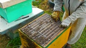 Расширяем проданные пчелопакеты.  Ставим вторые корпуса.