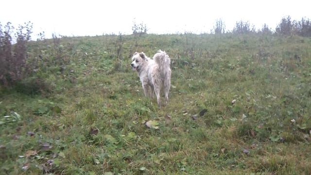 Озеро ГАЛАНЧОЖ утром(Чеченская Республика)сентябрь 2021 смотреть онлайн