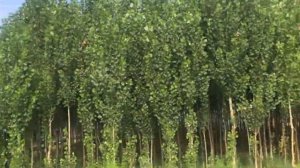 Деревья. Изучаем названия