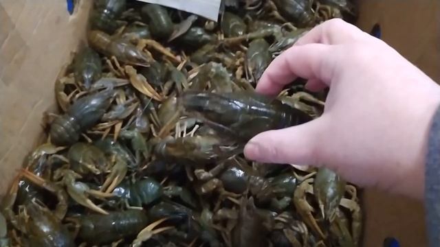 Живые раки из Ростова смотреть онлайн