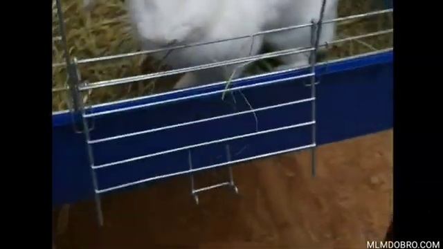 Кролик Ася! Вислоухий декоративный кролик смотреть онлайн