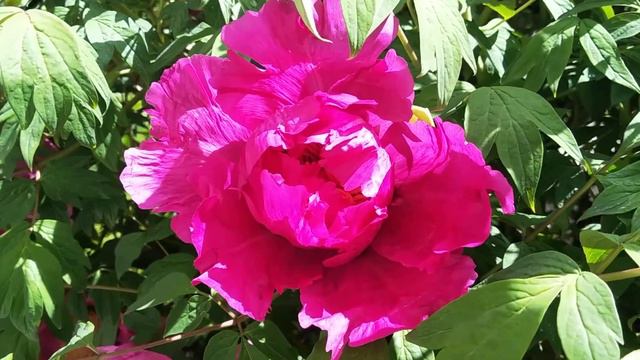 Бджоли на квітках піона / Bees on peony flowers. смотреть онлайн
