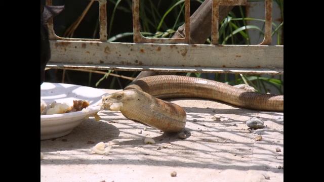 Безногая ящерица желтопузик смотреть онлайн