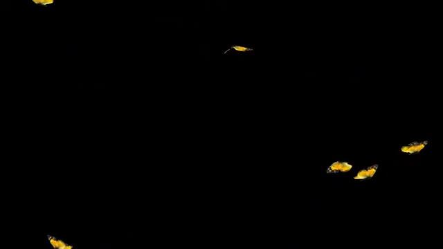 БАБОЧКИ 10 футаж бесплатно смотреть онлайн