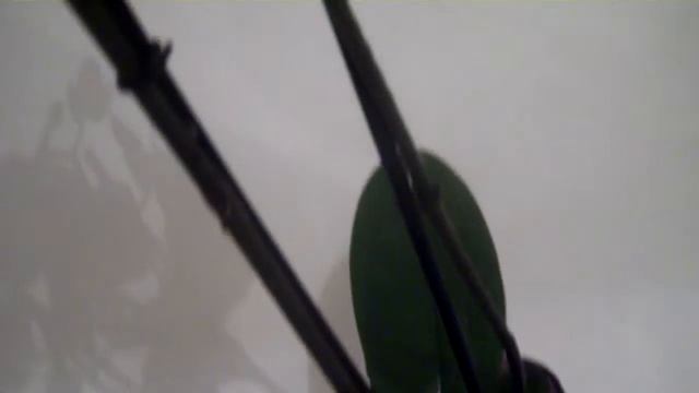 Первый раз в первый класс.........шутка!!!!!!!!Вредители на орхидеи и борьба с ними!!!(((((((((((((