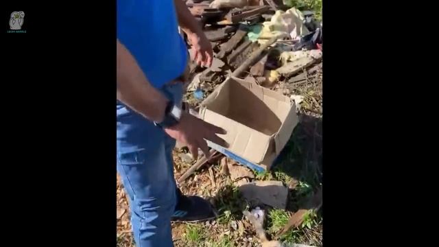 Мама-кошка тяжело заболела, хозяин жестоко выбросил всю кошачью семью на свалку смотреть онлайн