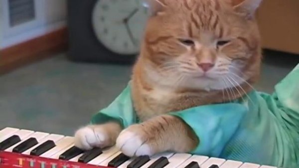 Keyboard Cat REINCARNATED!