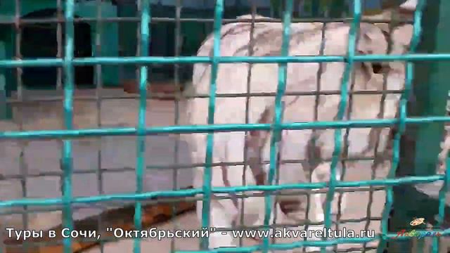 Санаторий "Октябрьский" в Сочи смотреть онлайн