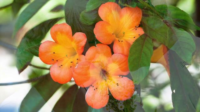 Песня "Два главных человека", поёт Алёна Петровская. Авторы В. Сёмин, В. Калинкин смотреть онлайн