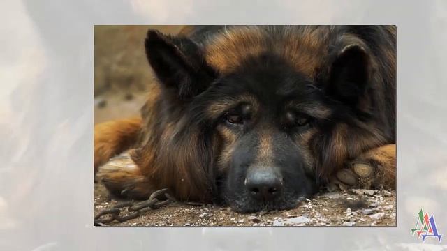 Бездомный пес украл книгу про одиночество и стал и известным смотреть онлайн