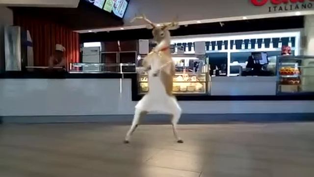 Весёлые олени!😁 смотреть онлайн