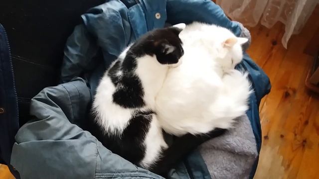 Алиса балдеет.Видео № 67 смотреть онлайн