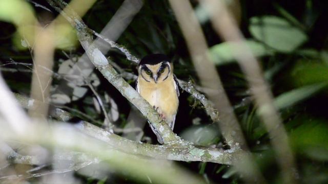 Как кричит сова/ Крик совы/ Звук филина/ Звук совы/ Как говорит сова/ Голос совы/ Голос и звуки пти смотреть онлайн