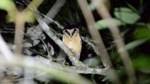 Как кричит сова/ Крик совы/ Звук филина/ Звук совы/ Как говорит сова/ Голос совы/ Голос и звуки пти