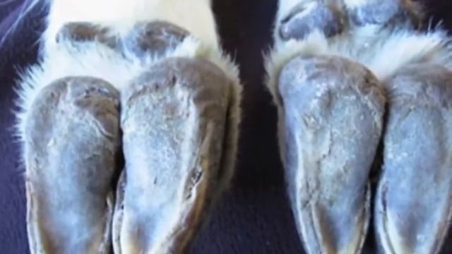 Горные козлы удивили прогулкой по отвесным скалам!!! смотреть онлайн