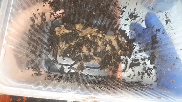 Итоги по наноферме или часть 4, не заключительная