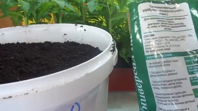 ТОМАТ ПИНОККИО - КАРЛИКОВЫЙ ГОРШЕЧНЫЙ СОРТ. Продолжение. Ольга Чернова. смотреть онлайн