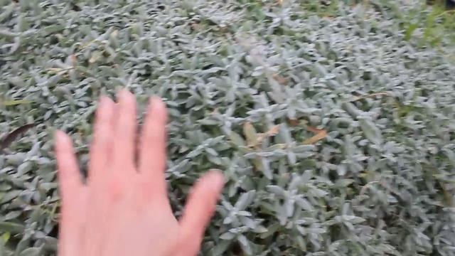 Почвопокровные: Ясколка войлочная (ноябрь)