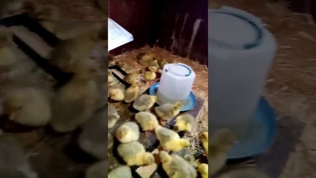 Мои первые гусята мамуты смотреть онлайн