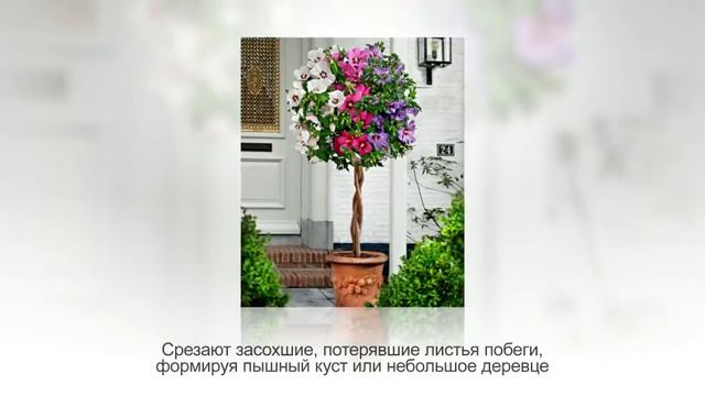 ГИБИСКУС или КИТАЙСКАЯ РОЗА. Советы по уходу и разведению смотреть онлайн