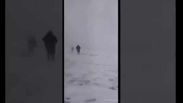 В Алтайском крае в поле замерзала травмированная лошадь смотреть онлайн